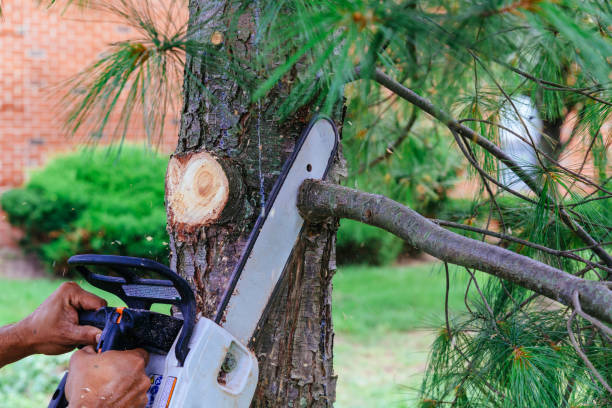 Best Fruit Tree Pruning  in Standish, MI